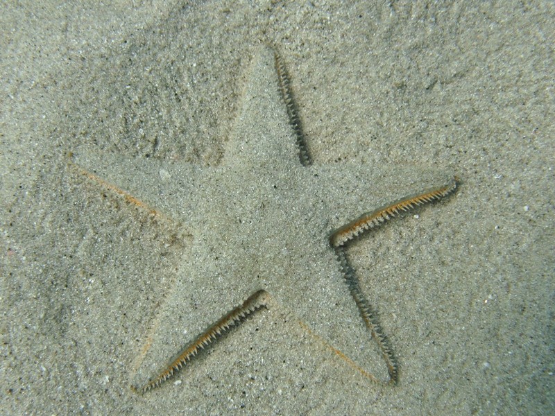 Astropecten jonstoni (Delle Chiaje, 1827)